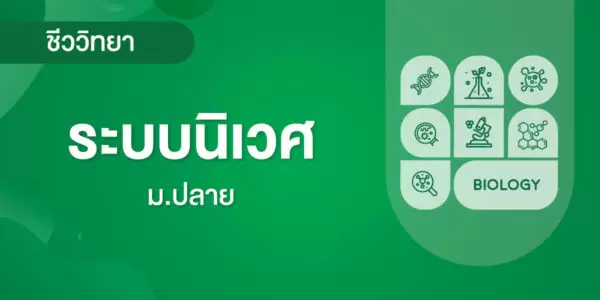 ระบบนิเวศ